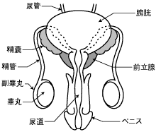 男性器構造